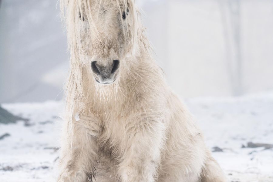 Polar Pony