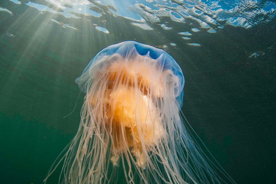 Blue jellyfish sunburst