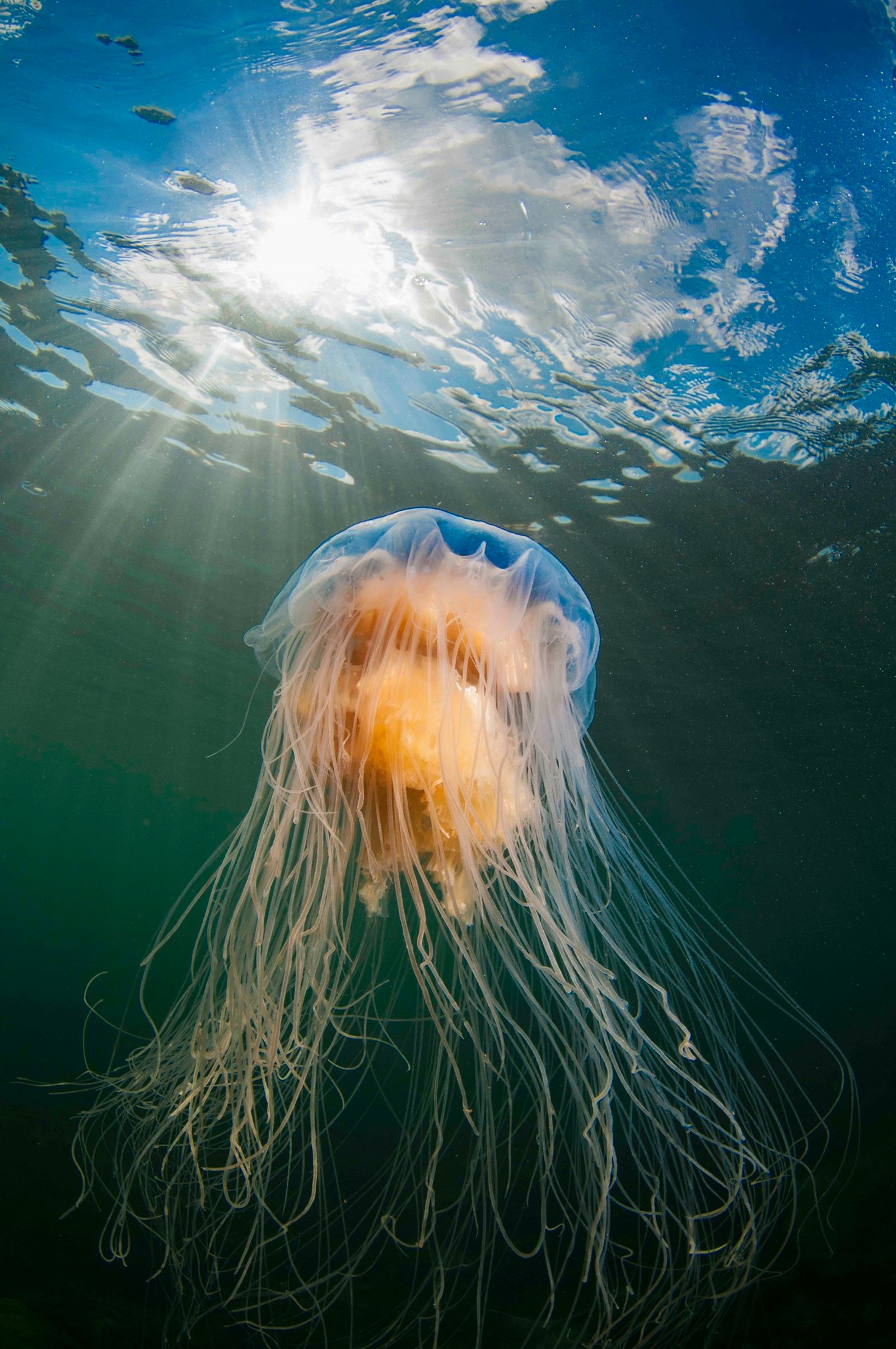 Blue jellyfish sunburst
