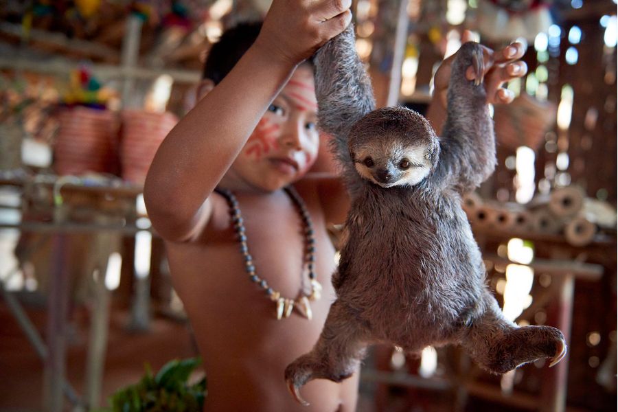 Indigenous boy holding captive baby sloth