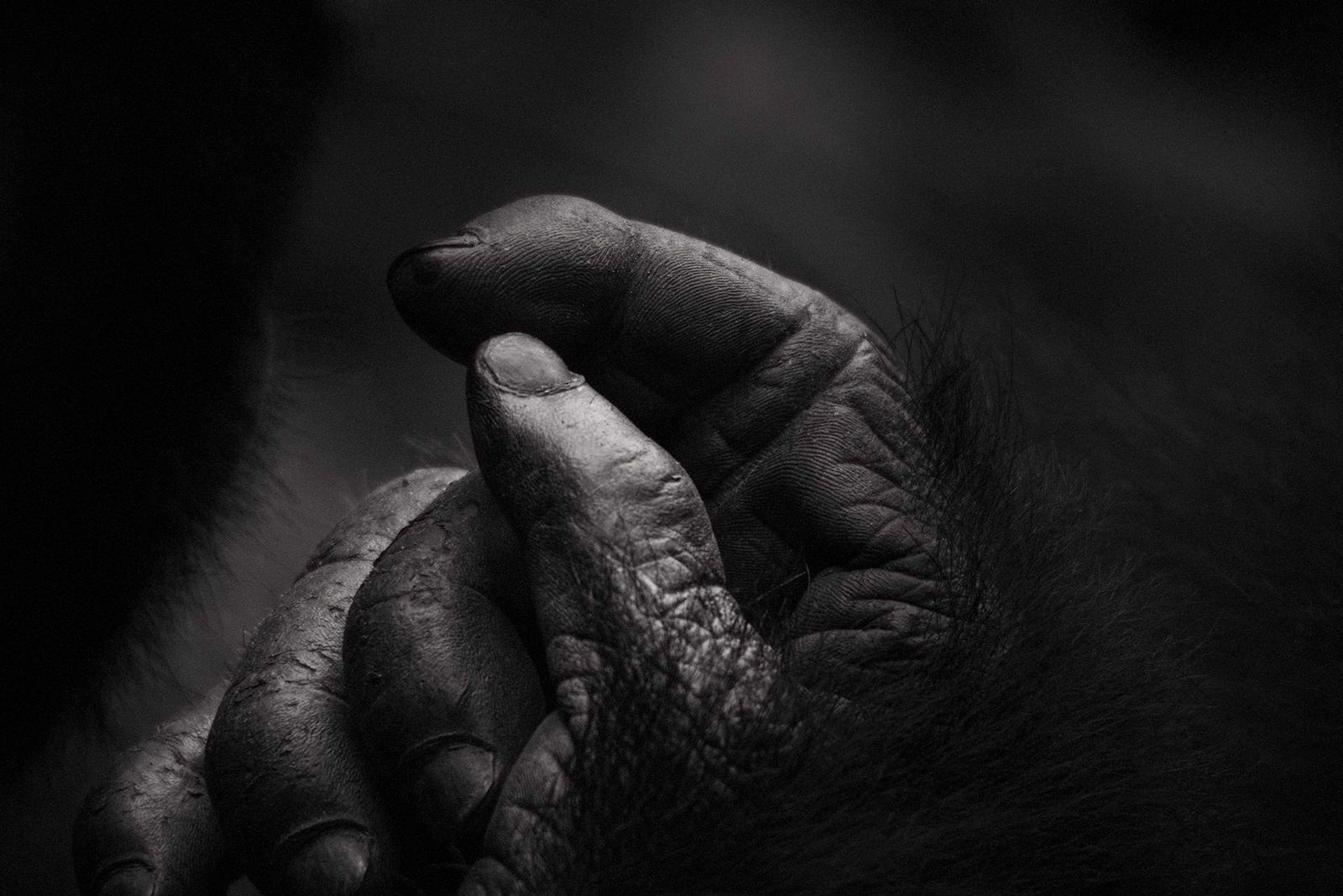 98% Human - Mountain Gorilla Hand