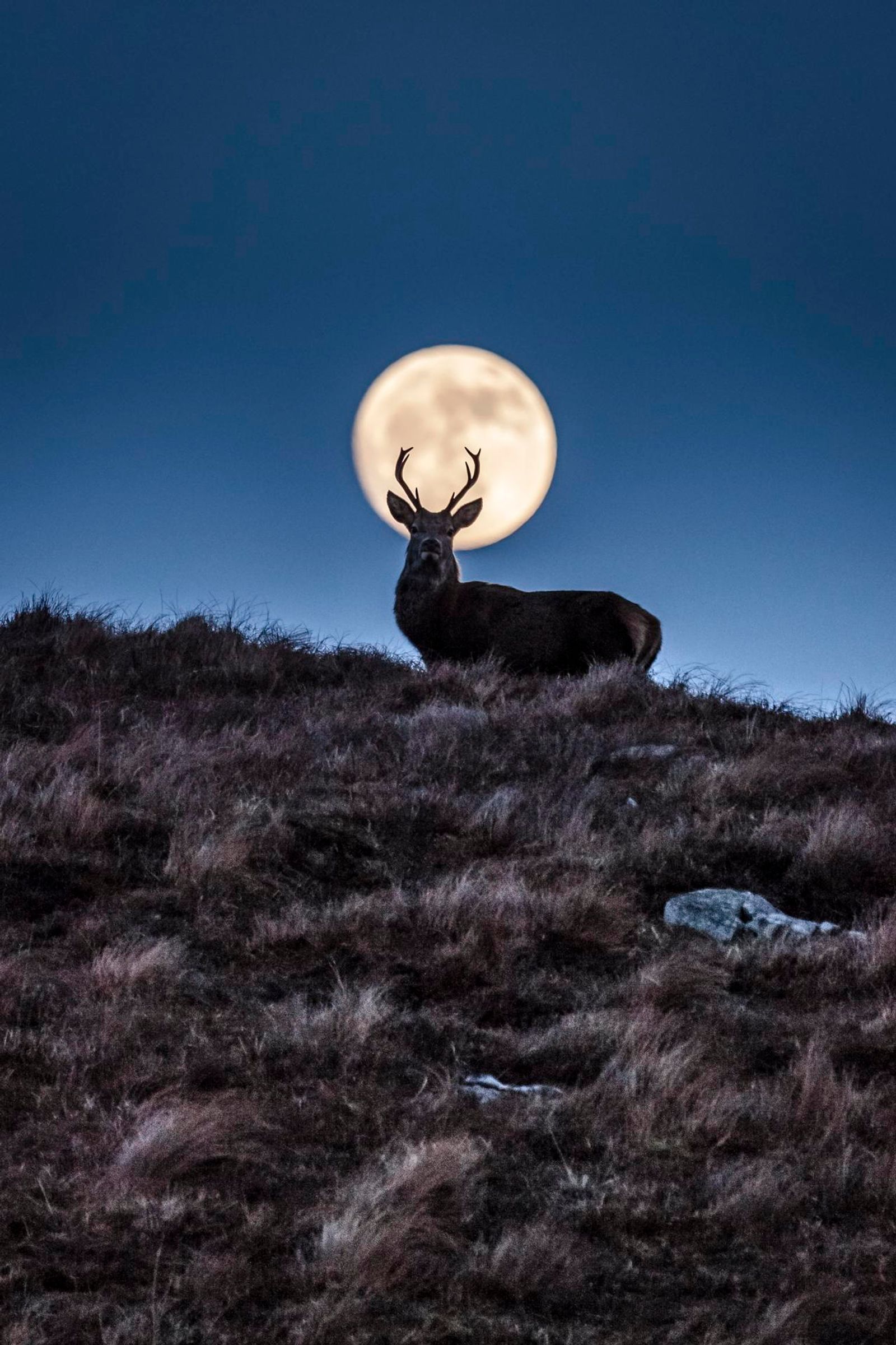 The Nocturnal Stag