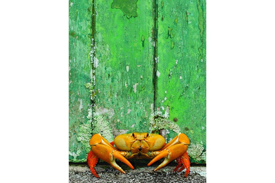 Land crab at the door