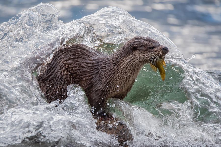 Otter and Water