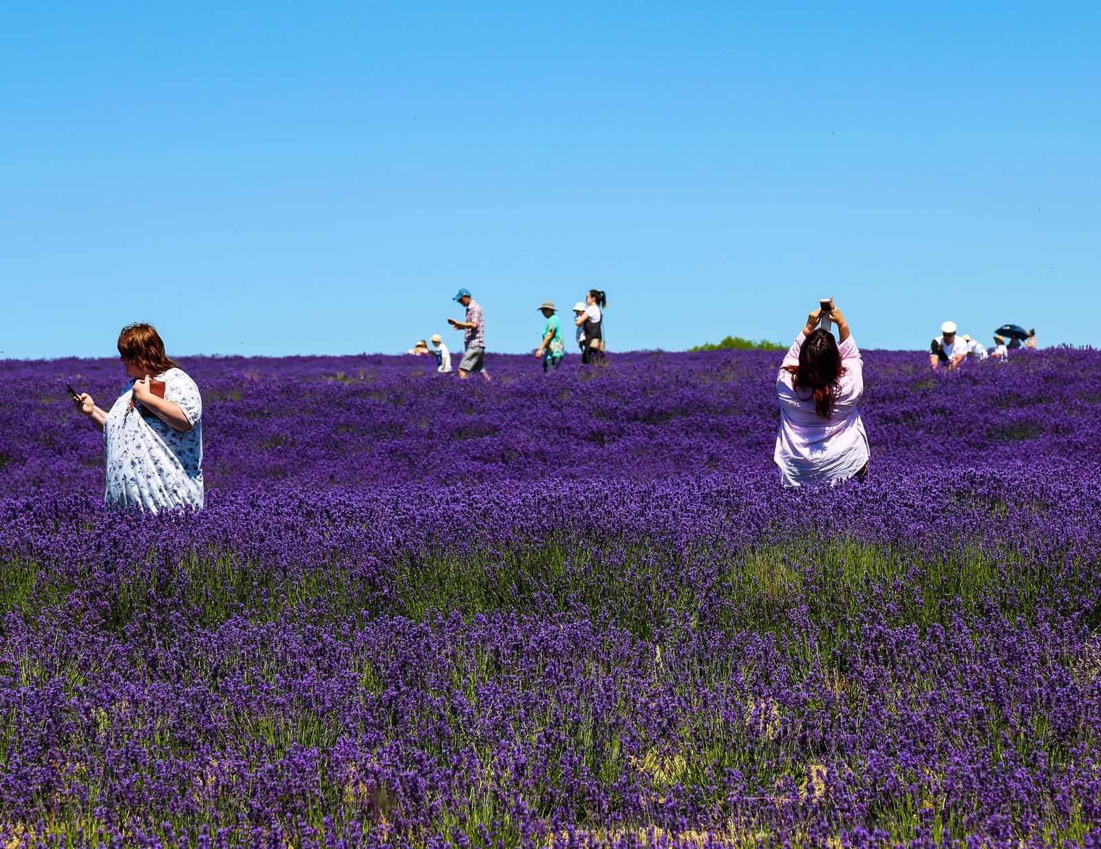 Crazy about lavender field