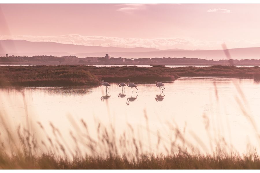 Flamingos Sunrise