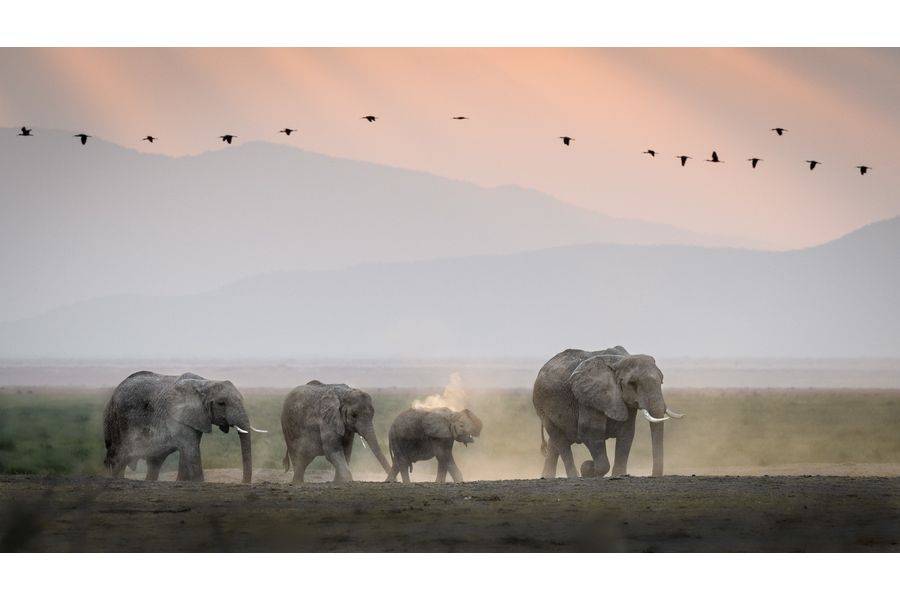 Elephants in the Chyulu Hills