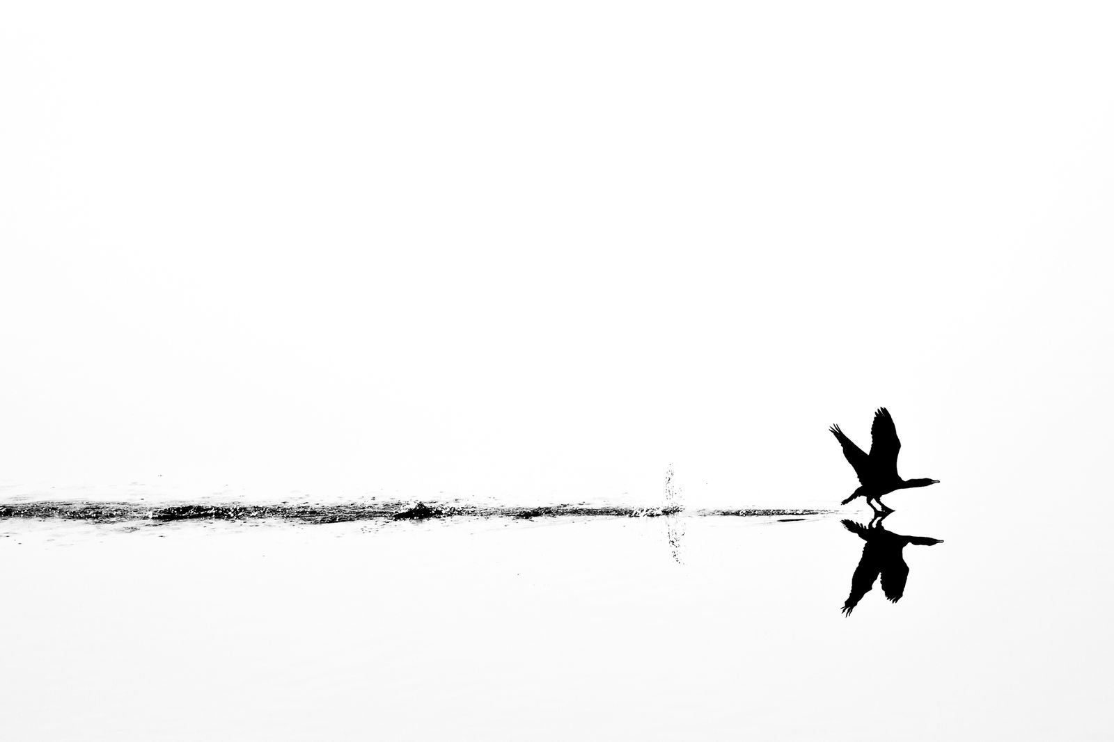 Cormorant Takeoff
