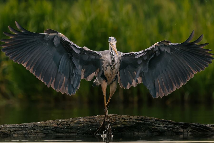 Grey heron takes a bough