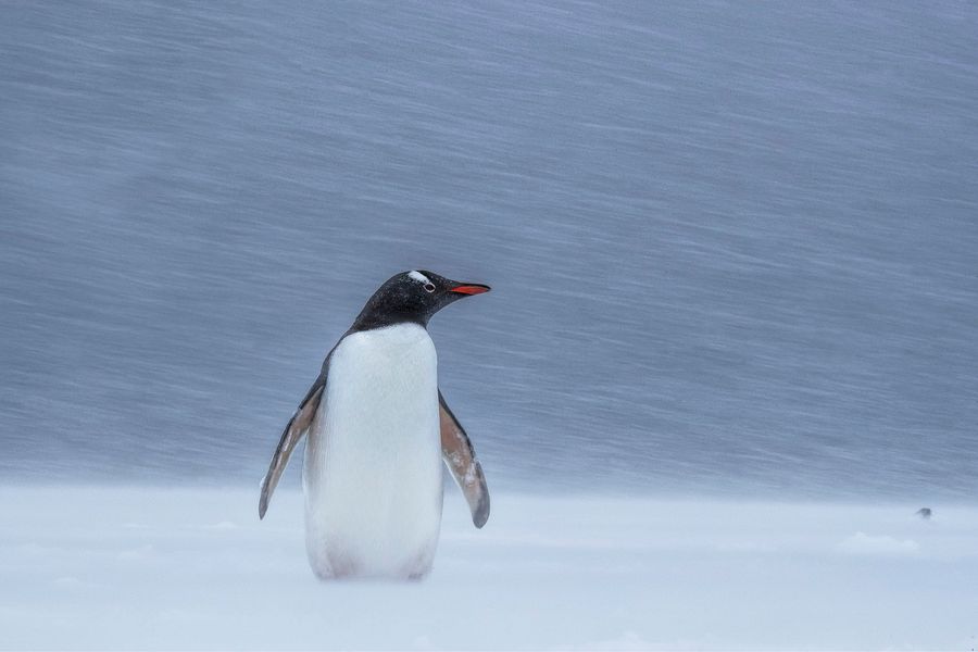 Penguin snowstorm