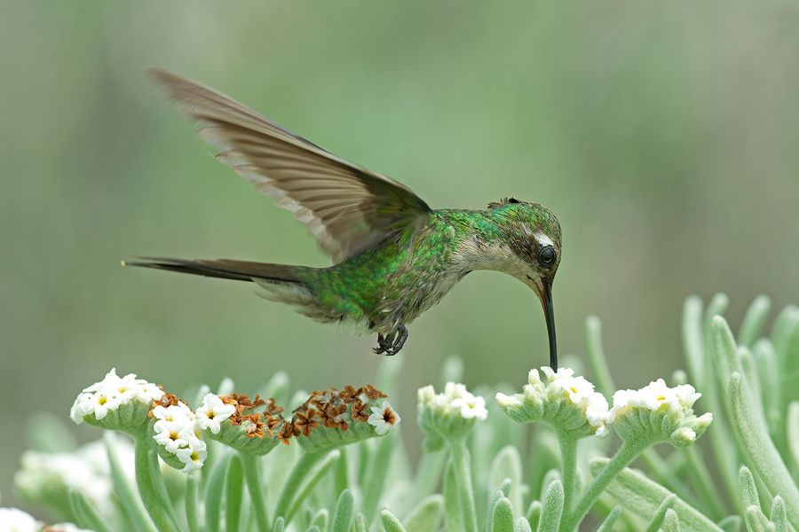 Cuban Emerald humming bird