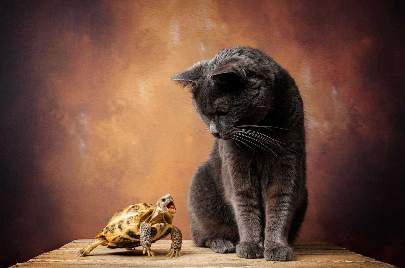 The Cat & The Tortoise