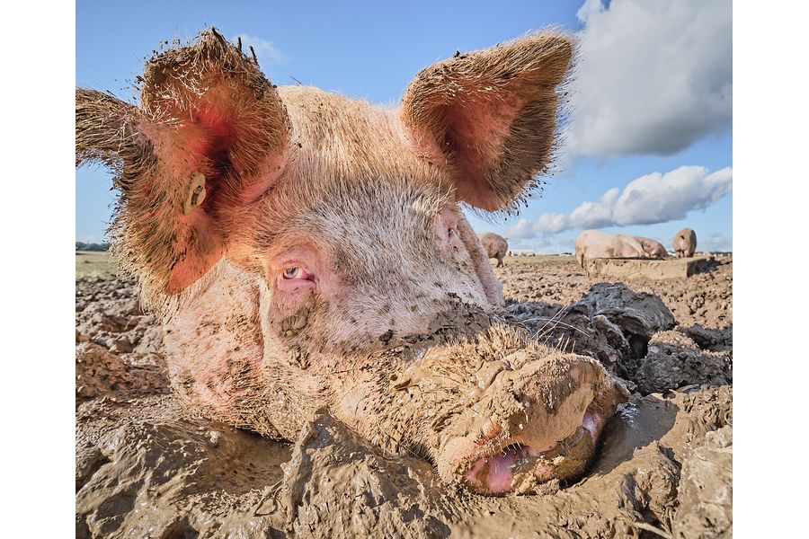 Pig Portrait: Abigail