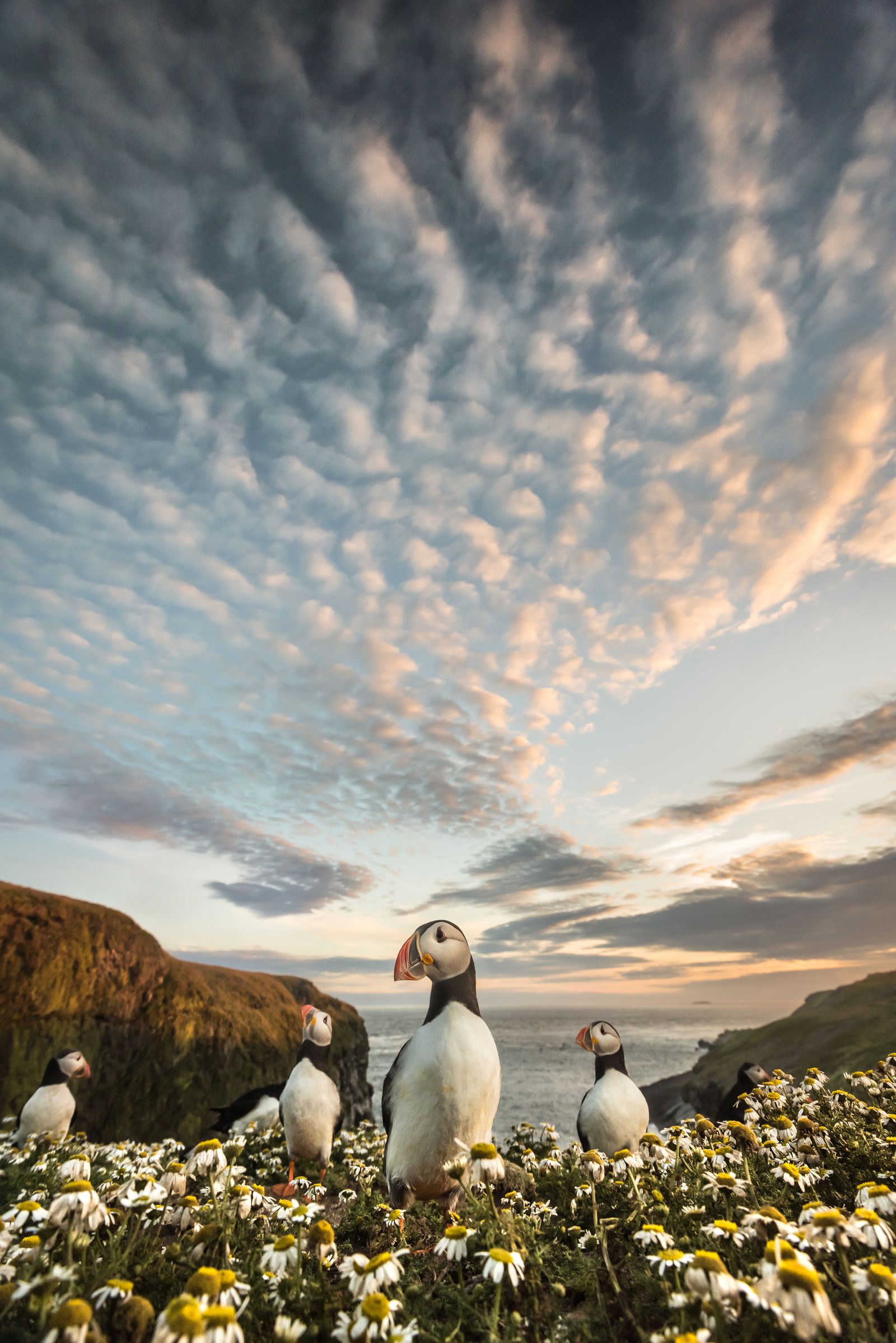 Skomer Puffins