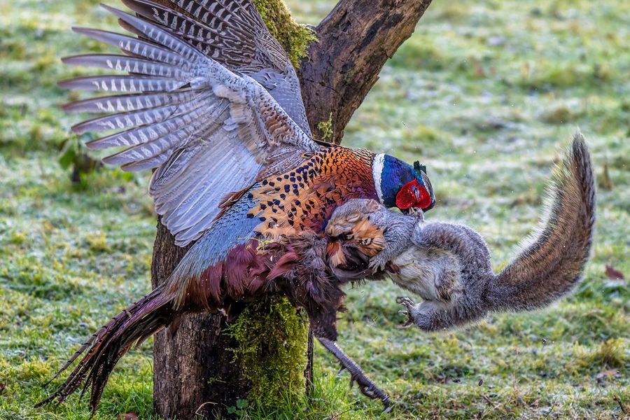 Squirrel v pheasant