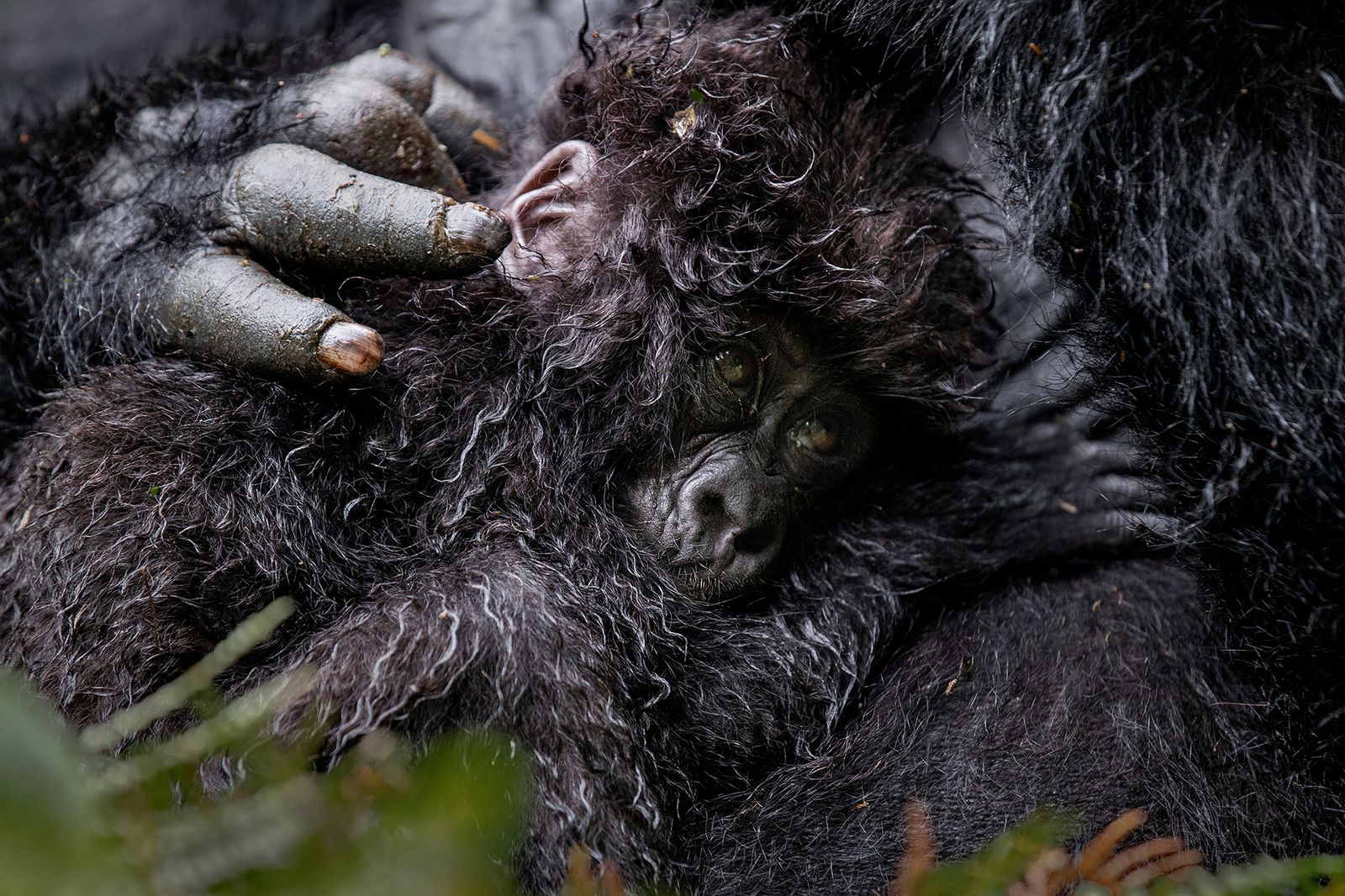Baby Mountain Gorilla 