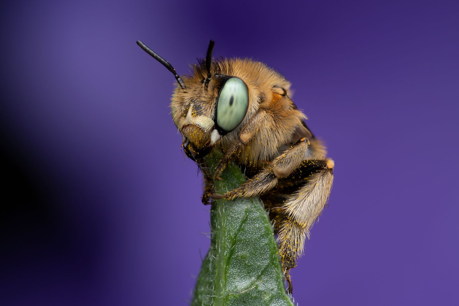 Green Eyed Flower Bee