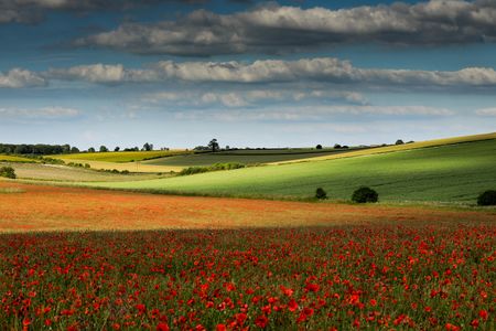 Fields of Colour