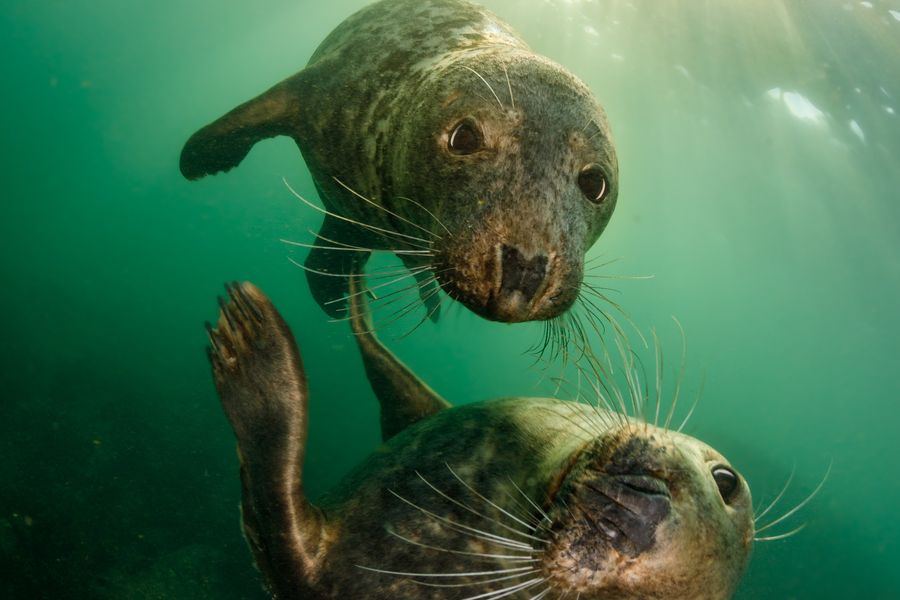 Seal friends