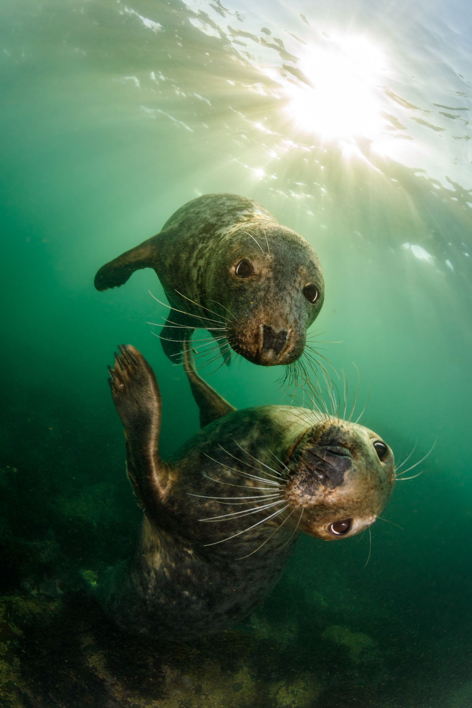 Seal friends