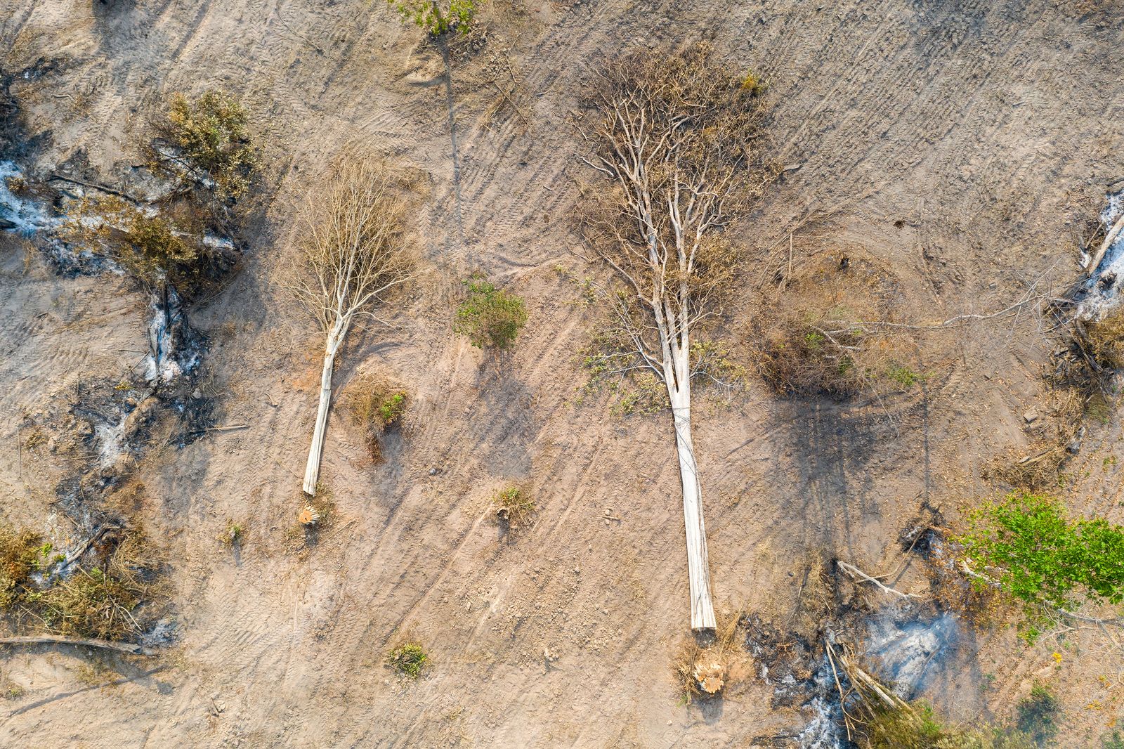 Cambodia's Last Forests