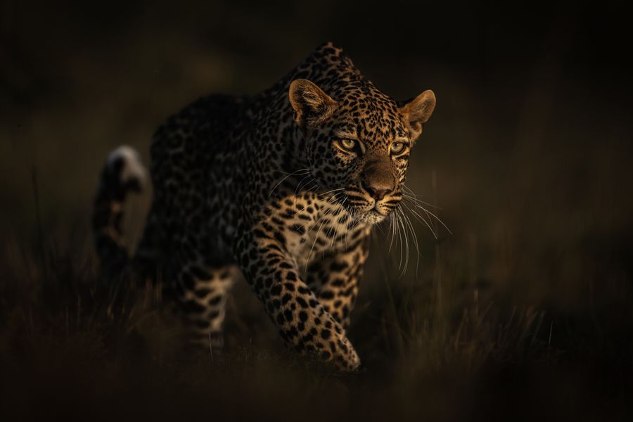 Leopard hunting 