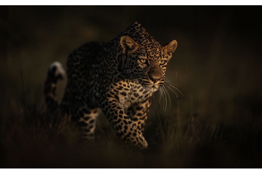 Leopard hunting 