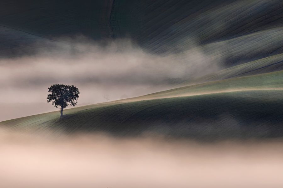 Lone tree in the mist