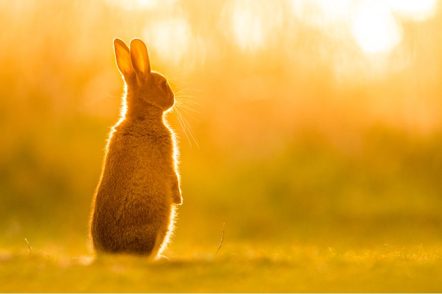 European Rabbit at Sunrise