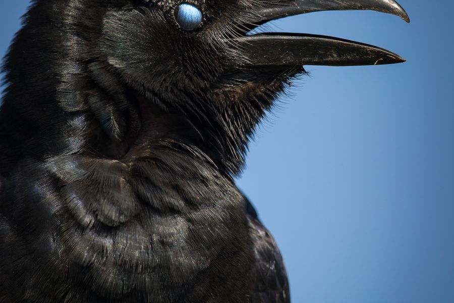 Portrait of a corvid