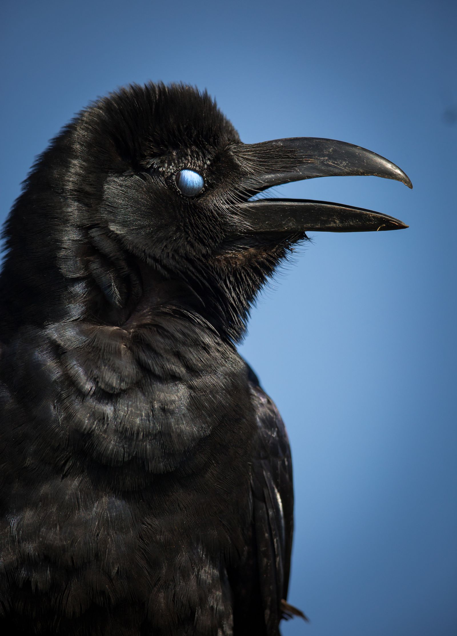 Portrait of a corvid