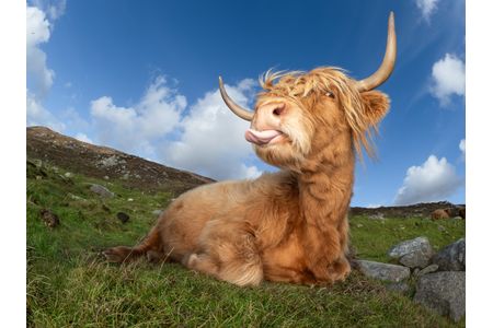 Highlands Cow
