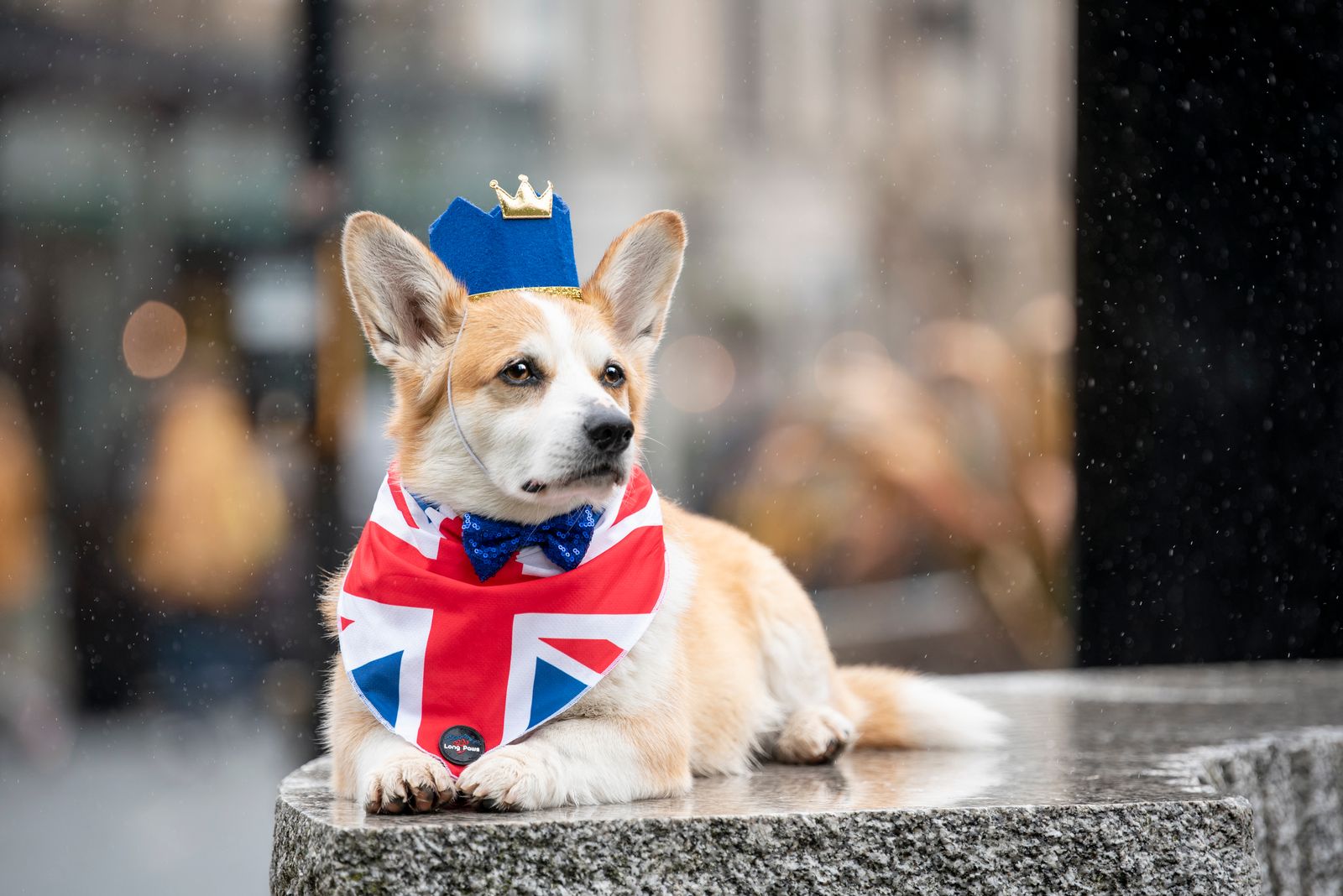 Mr Bingley ready for Queen's Jubilee celebrations