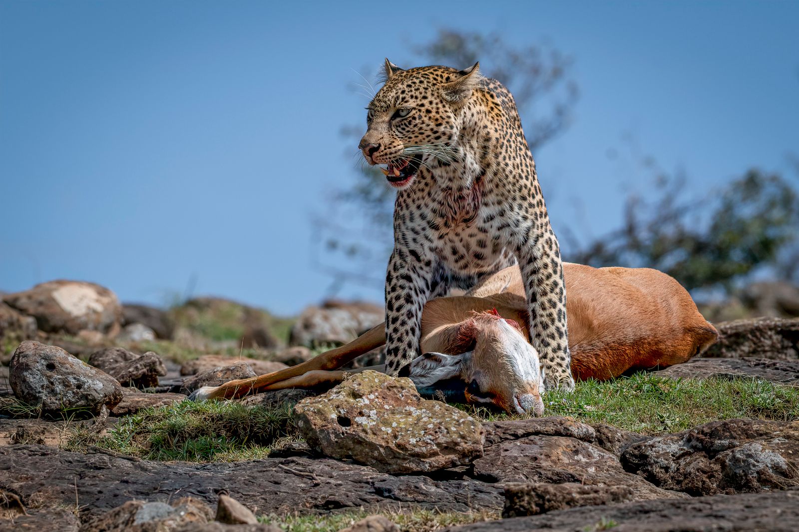 Leopard kill