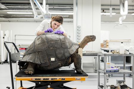 Repairs On The Giant Tortoise
