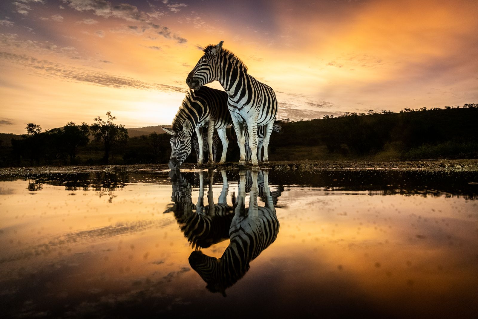 Zebra at sunset