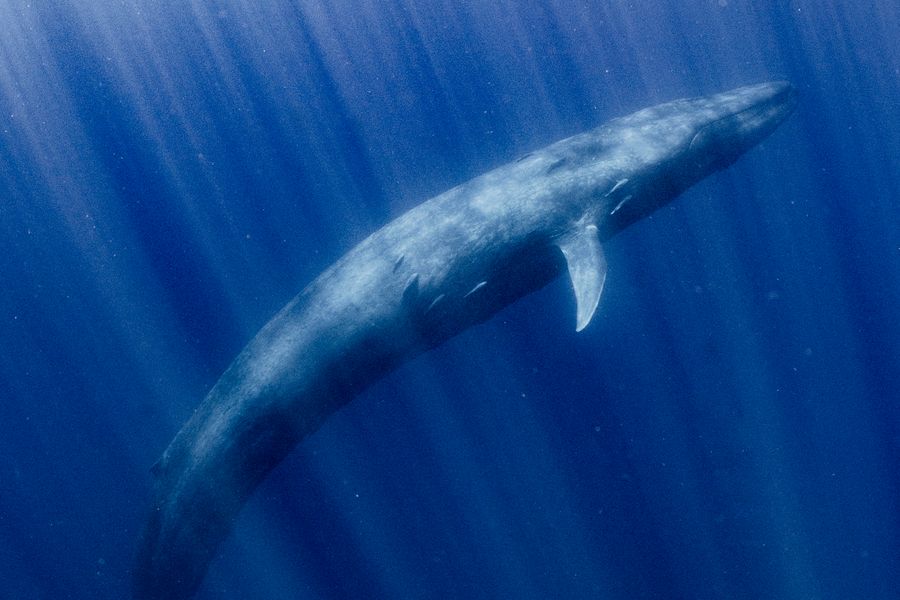 Blue Whale In The Blue