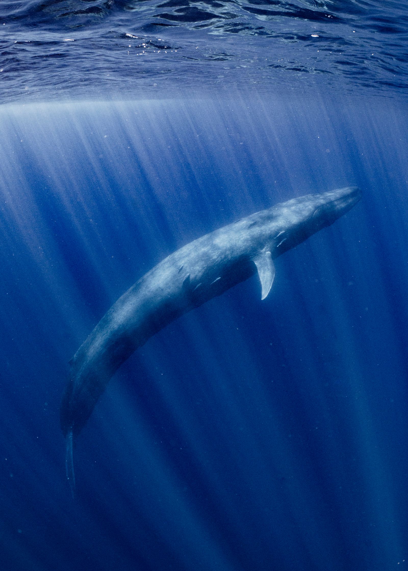 Blue Whale In The Blue