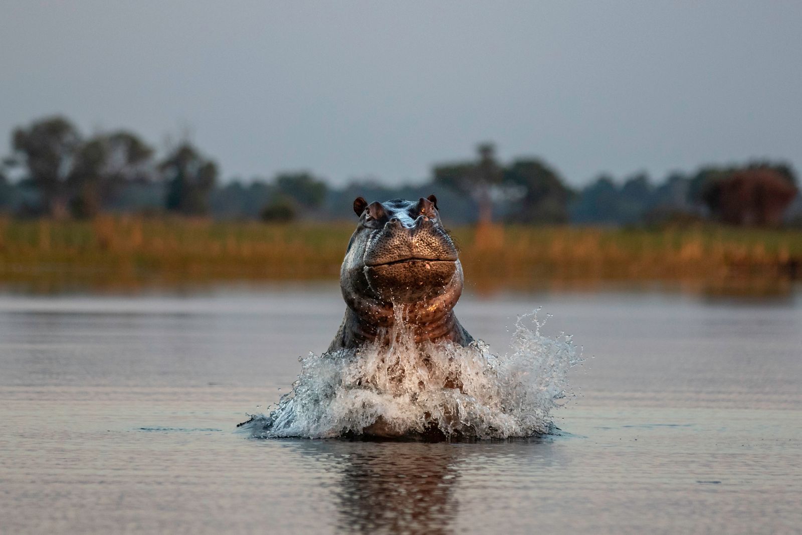 Hippo Breach