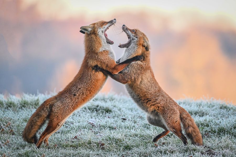 Feuding Foxes