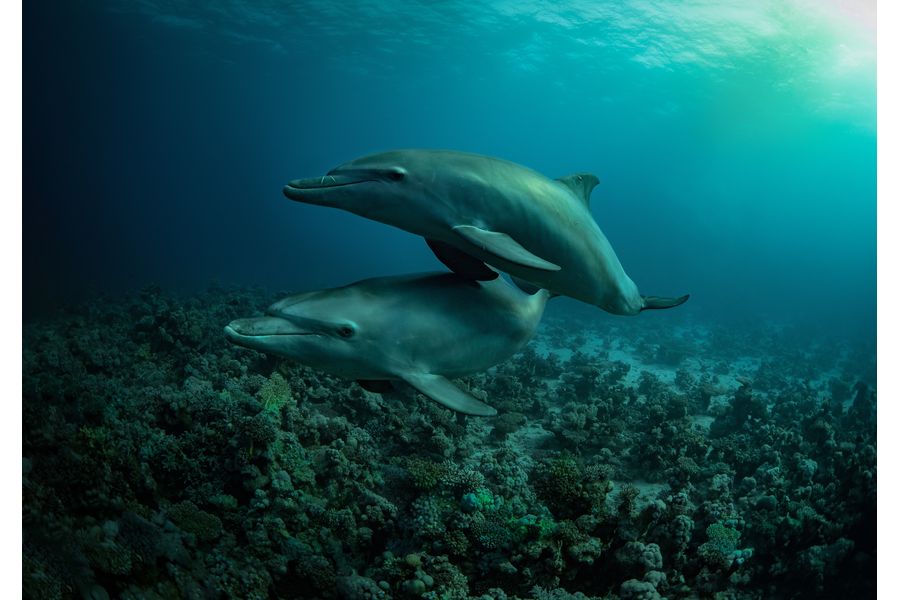 Dolphin Dusk