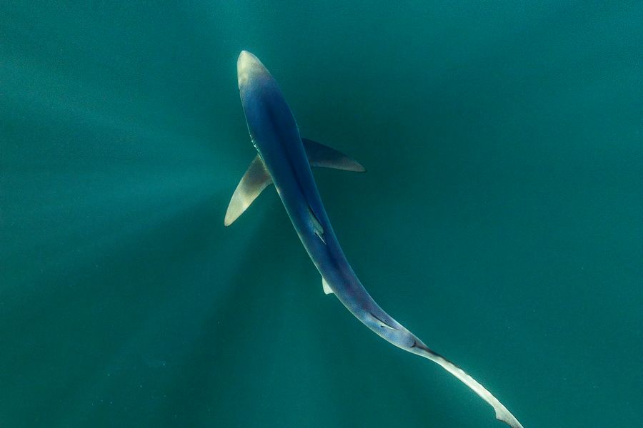 Blue Shark Is Blue