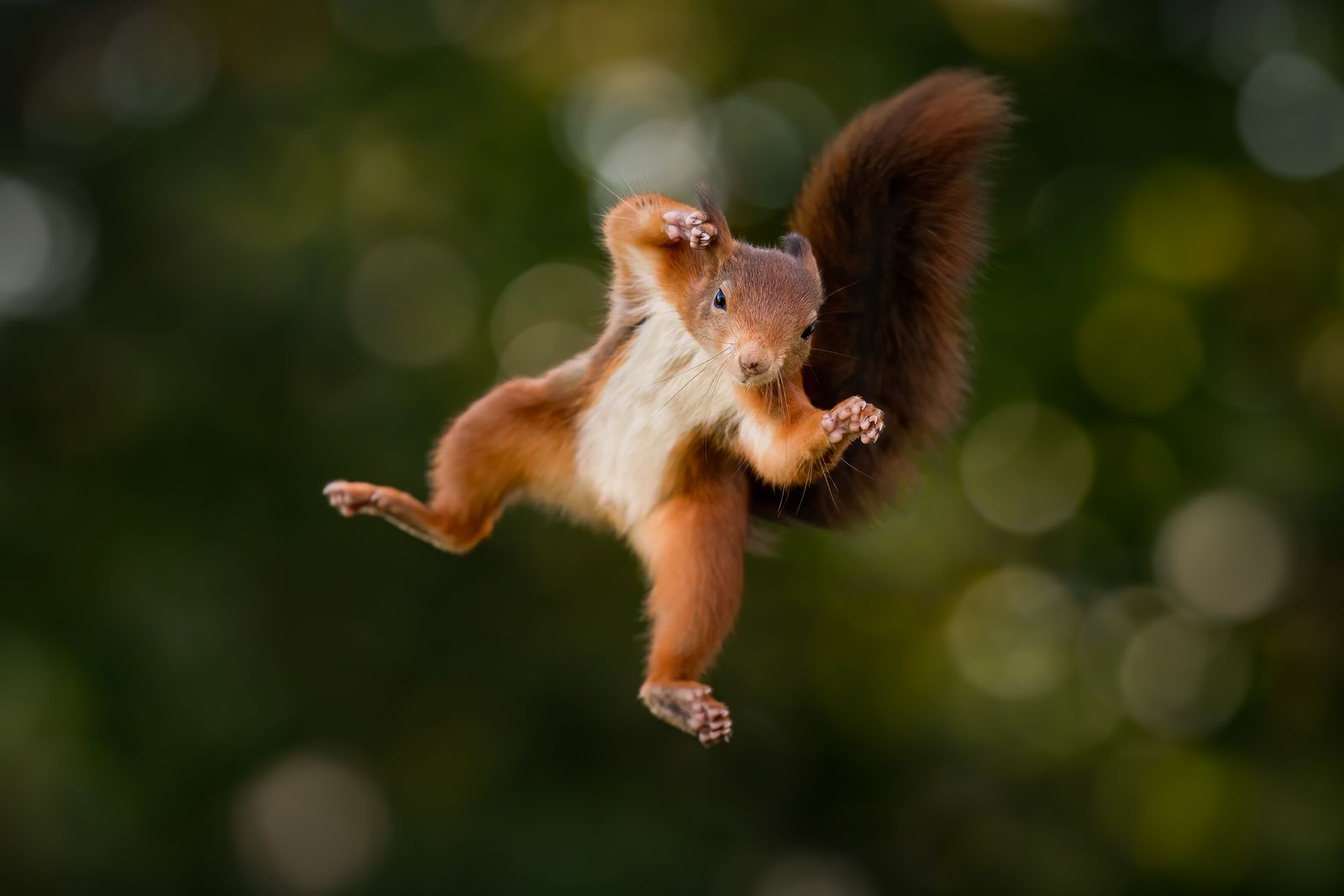 Red Squirrel Leap