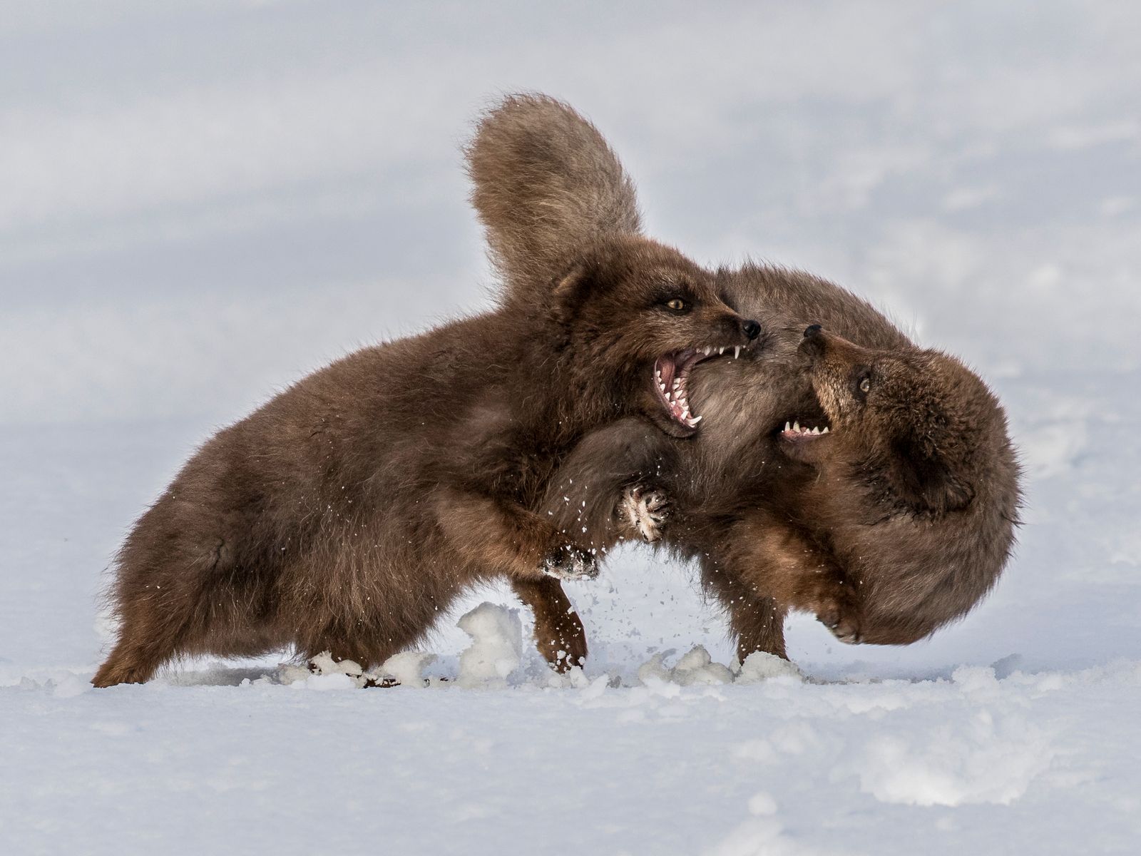 Arctic Fox Squabble