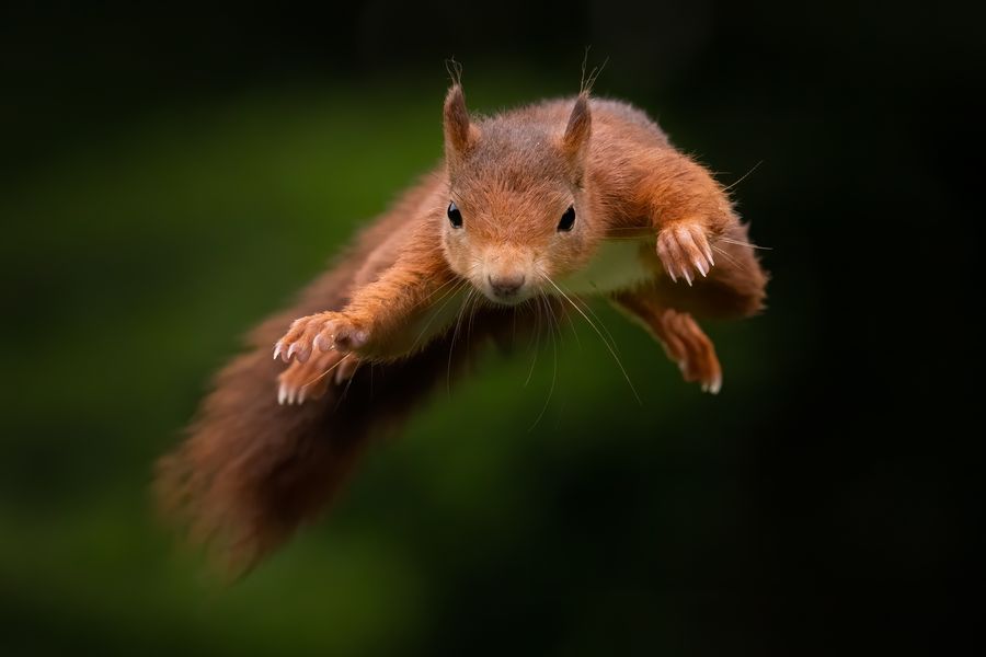  Red Squirrel Jumper