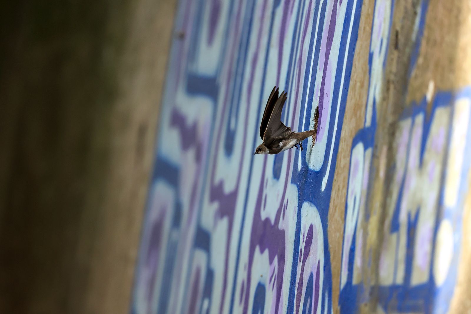 Urban Sand Martins