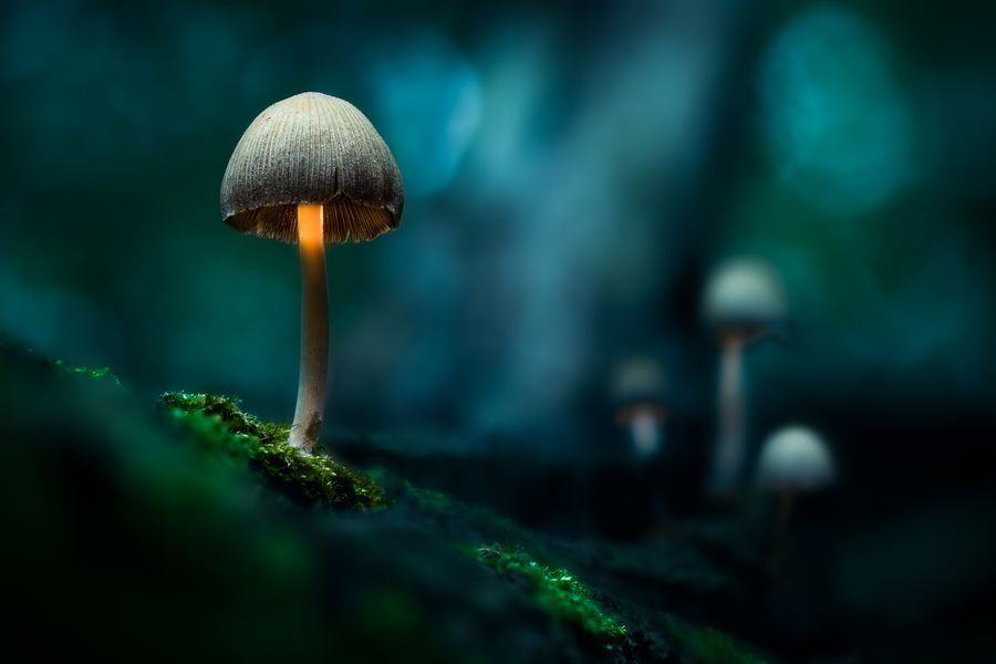 Ethereal Mushrooms
