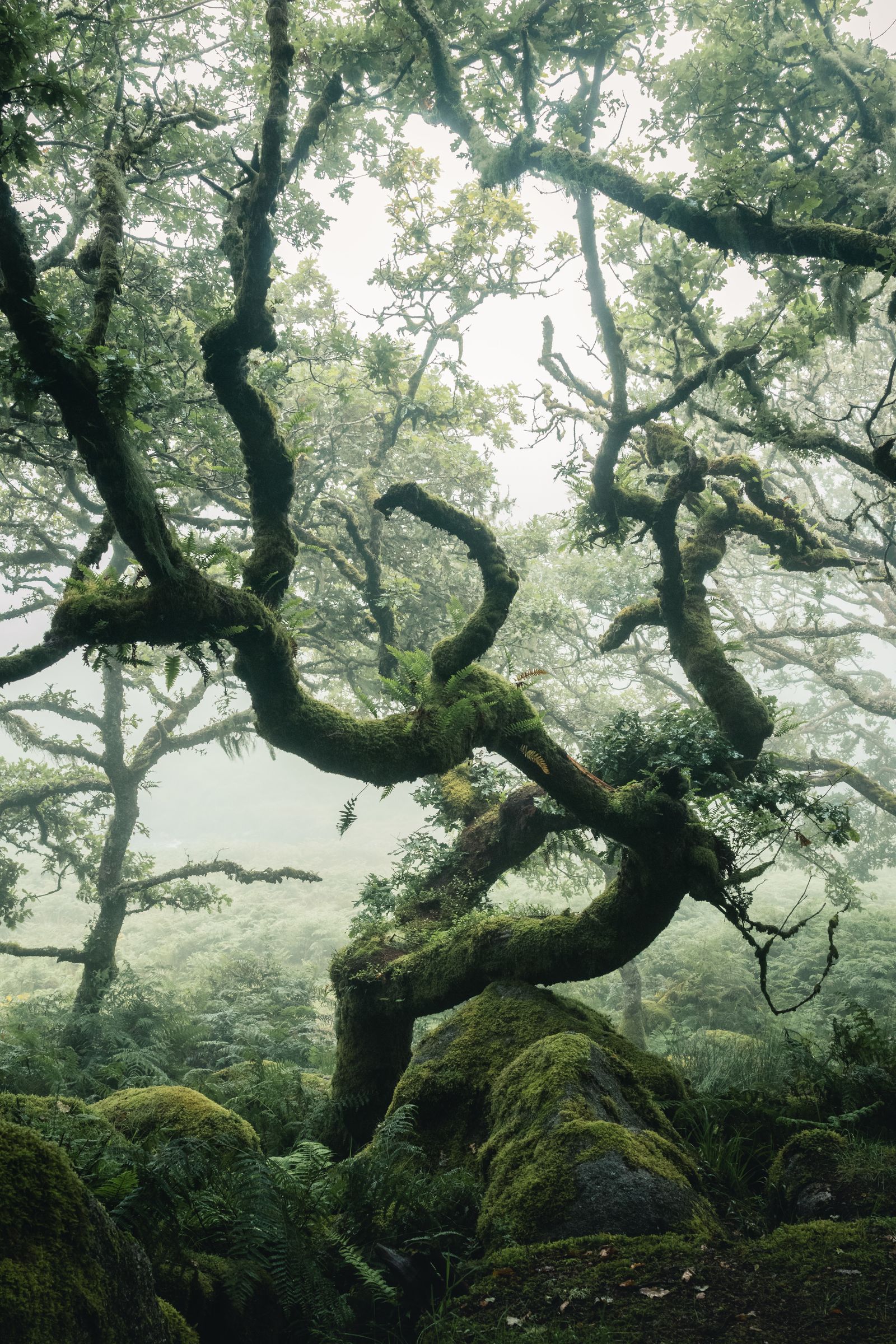 Twisted tree | Landscape 2019 Shortlist | British Photography Awards