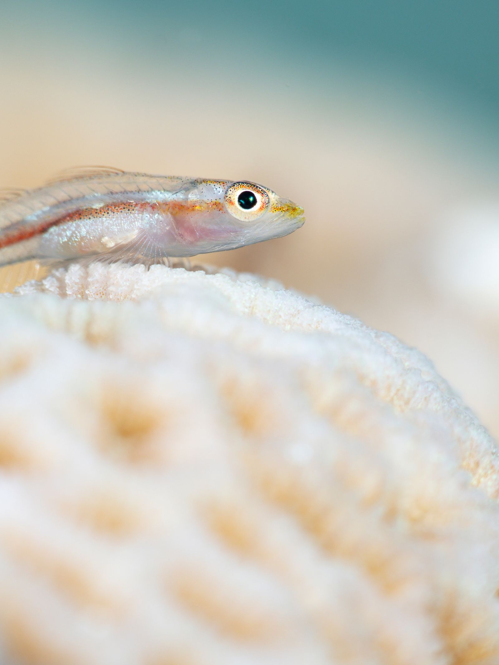 Ghost Goby