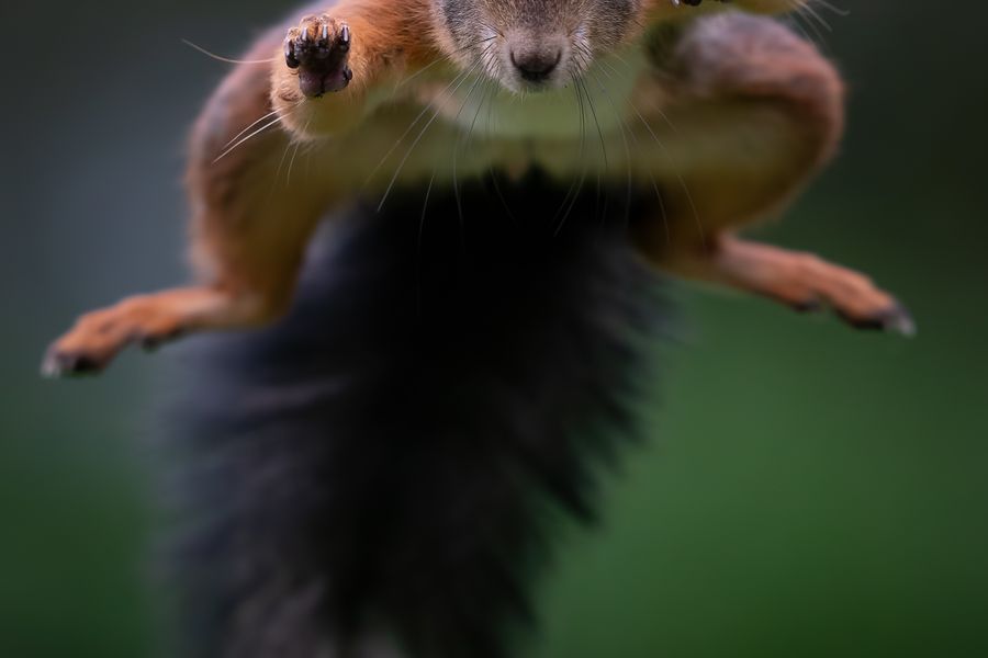 Bobby the jumping squirrel